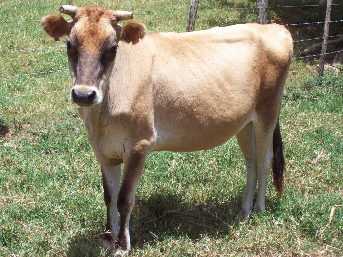 Dairy Cattle Breeds/Types in Jamaica Jamaica Dairy Development Board